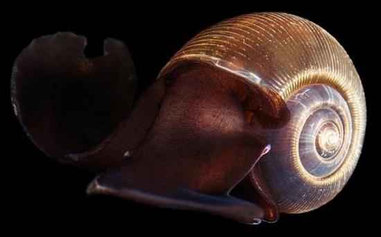 Крылоногий моллюск Limacina helicina ...