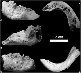Обнаружен, возможно, первый гибрид человека и неандертальца