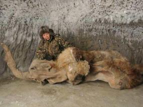 Якутские ученые нашли во льдах самку мамонта
