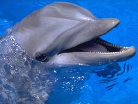 Дельфины называют друг друга по имени