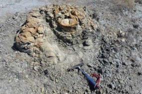 Палеонтологи нашли окаменевшую амбру