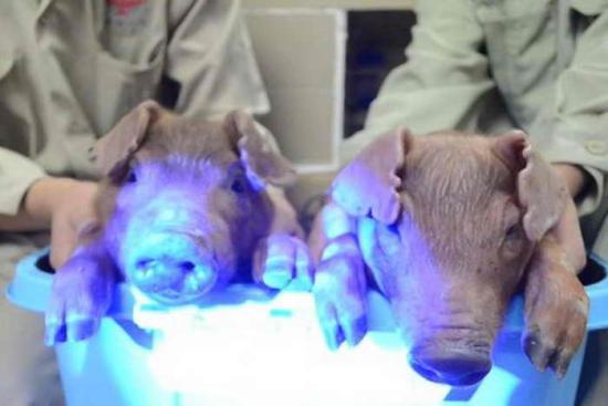 Генетически модифицированные свиньи, ...