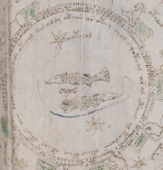 Рыбы из манускрипта Войнича