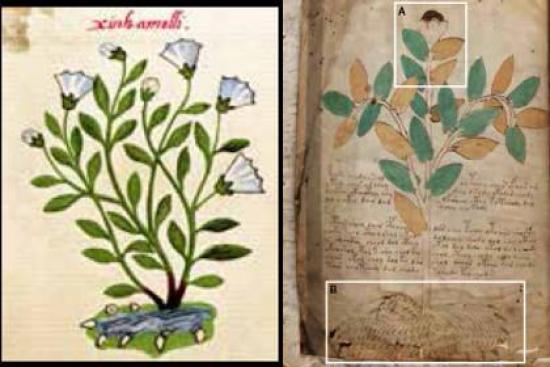 Сопоставление растения из кодекса Cru...