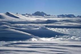 Ученые обнаружили сходство между Антарктикой и Калифорнией