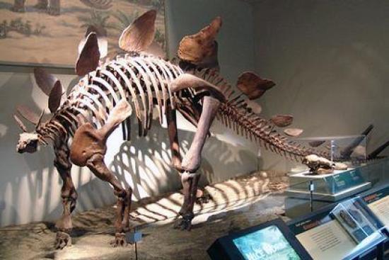 Скелет Stegosaurus stenops в Музее ес...