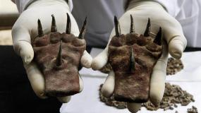 Странные когти нашли археологи в Перу