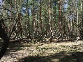 "Муром-Космопоиск" иccледует "пьяный лес" в Рязанской области