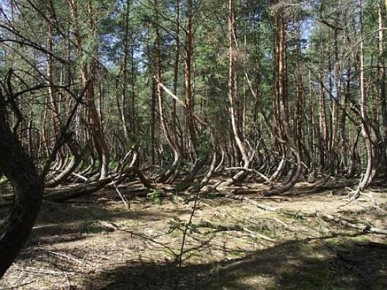 "Пьяные" деревья вблизи деревни Тырно...