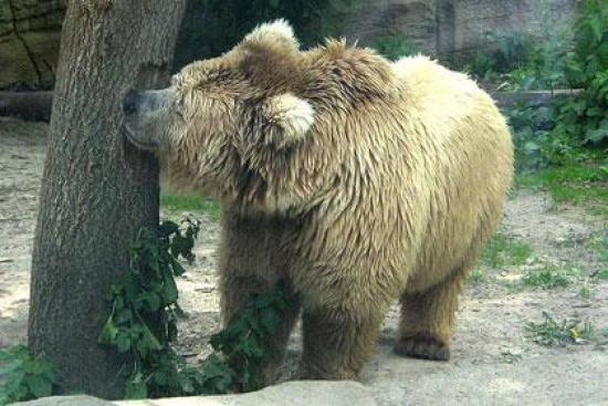 Тяньшанский бурый медведь Фото: Doros...