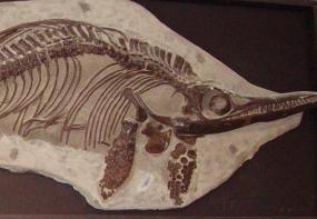В Шотландии обнаружили новый вид ископаемых морских рептилий