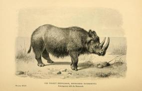 В Якутии нашли останки шерстистого носорога