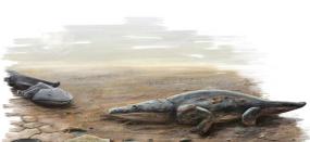 В Португалии найдено массовое кладбище гигантских саламандр