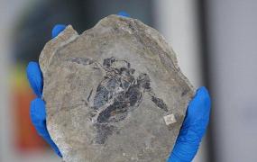 Археологи нашли скелет предка Несси