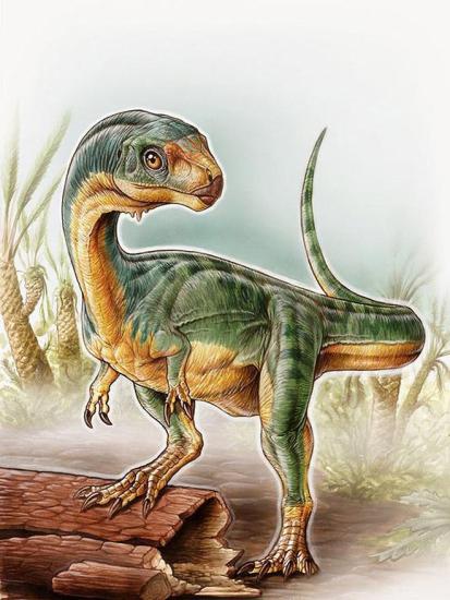 Примерный портрет Chilesaurus в анфас...