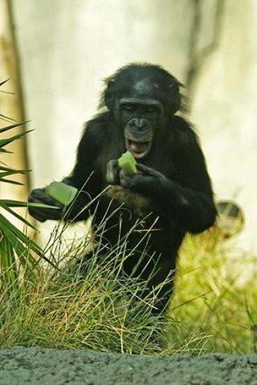Карликовый шимпанзе. Фото: wikipedia.org
