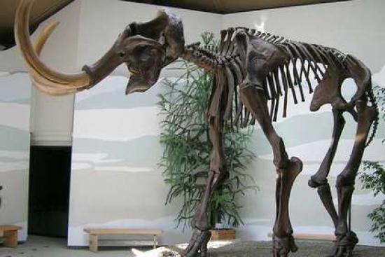 Скелет мамонта в музее. Фото: Wikimed...