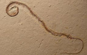 В Бразилии нашли останки древней четырехногой змеи