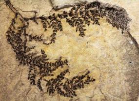 Археологи нашли самое древнее растение