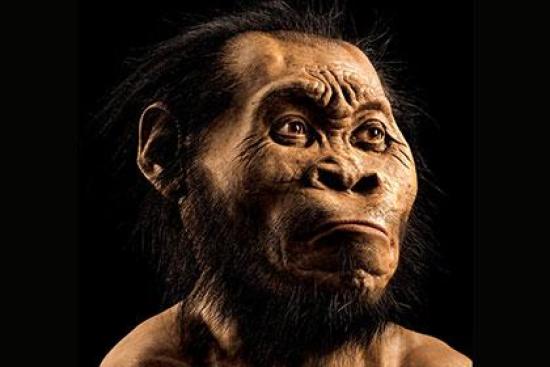 Homo naledi. Фото: Mark Thiessen / Na...