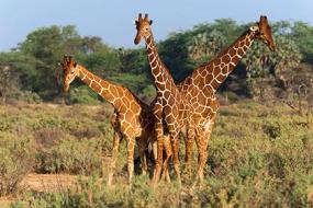 Генетики раскрыли тайну длинной шеи жирафа