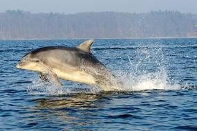 У дельфинов обнаружили полноценную речь