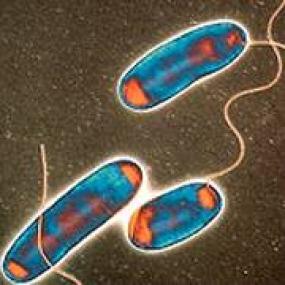 Учёные взломали код смертельной бактерии
