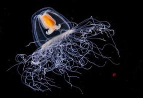 Ученые рассказали о бессмертном жителе морей