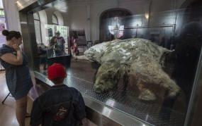 Мамонтенок Юка: лабораторные мыши вынашивают мамонтов!
