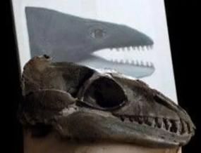 В Италии найден гигантский скелет доисторического кита
