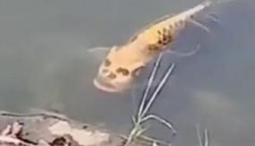 Рыба с лицом человека обнаружена в Китае