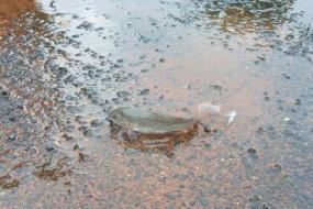 Дождь из рыбы прошел в Австралии
