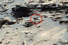 Скотт Уоринг нашел ящерицу на Марсе