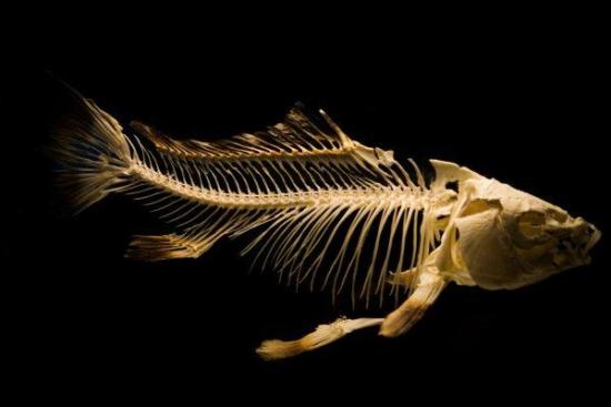 Окаменелости огромной рыбы Xiphactinus впервые нашли в южной части Южной Америки.