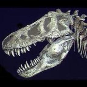 Тираннозавр Рекс мог быть похожим на собаку
