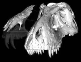Тираннозавр убивал носом