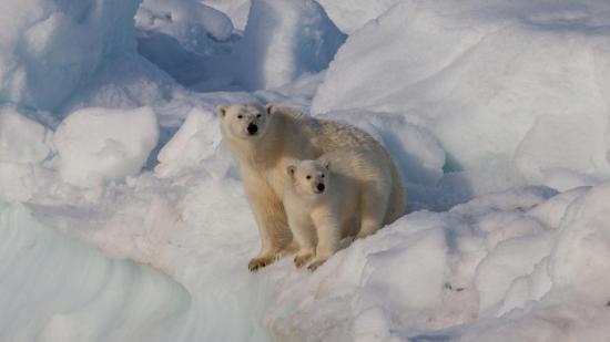 Самка белого медведя с медвежонком на Шпицбергене