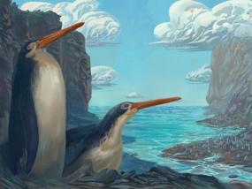 Ученые из Новой Зеландии нашли гигантского пингвина