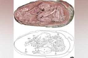 В Китае нашли яйцо динозавра с эмбрионом внутри