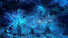 В океане ученые нашли неизвестные формы жизни