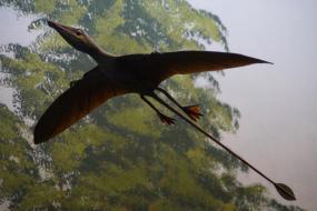 Птерозавры могли менять цвет перьев