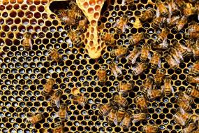 Из-за нового вируса может произойти глобальное вымирание пчел