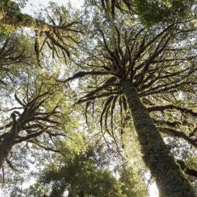 Ученые определили самое старое дерево на Земле