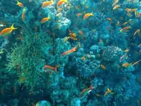 90% морских видов могут исчезнуть к концу XXI века из-за потепления