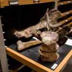 В Германии обнаружили новый вид динозавров тубингозавра