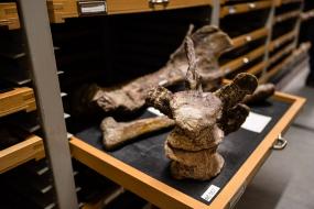 В Германии обнаружили новый вид динозавров тубингозавра