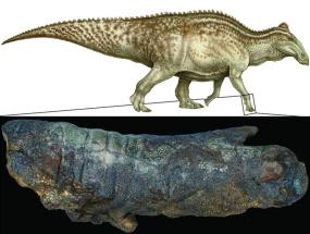 Как появлялись мумии динозавров?