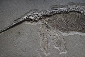 Палеонтологи обнаружили на территории Невады роддом древних ихтиозавров
