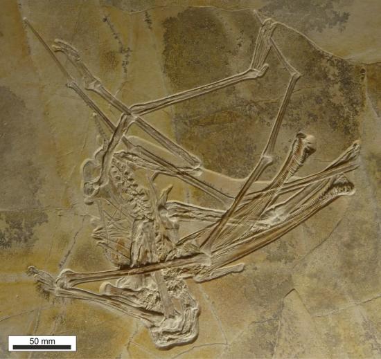Balaenognathus maeuseri