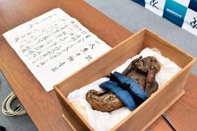 Ученые исследовали легендарную «мумию русалки»